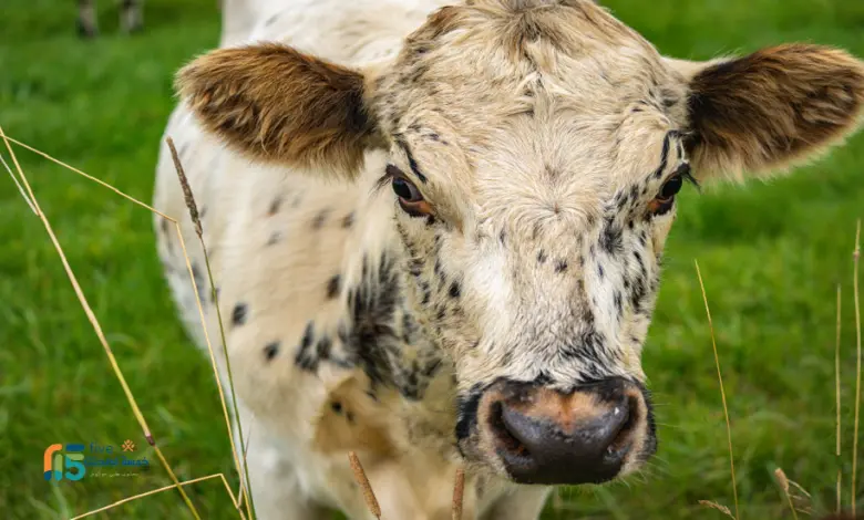 ما هو مرض جنون حتر