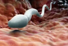 دواء طبيعي لزيادة الخصوبة عند الرجال