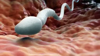 دواء طبيعي لزيادة الخصوبة عند الرجال