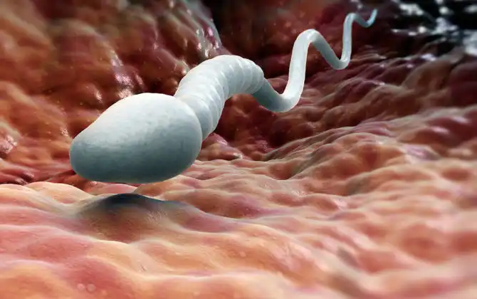 دواء طبيعي لزيادة الخصوبة عند الرجال