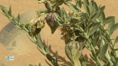 استخدام الحرجل للإجهاض