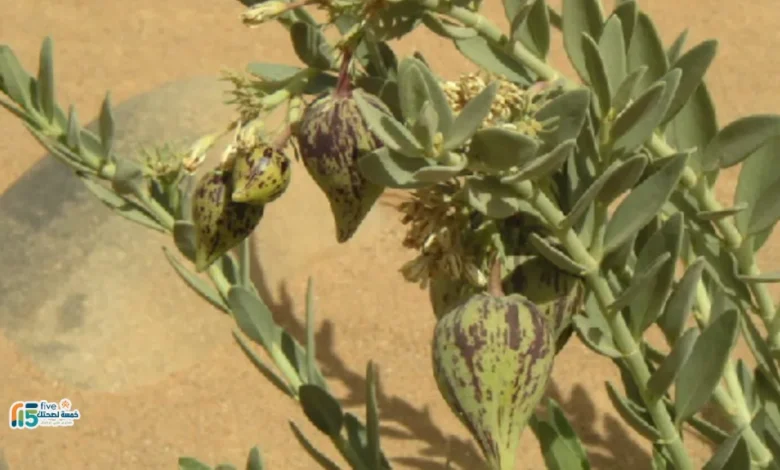 استخدام الحرجل للإجهاض