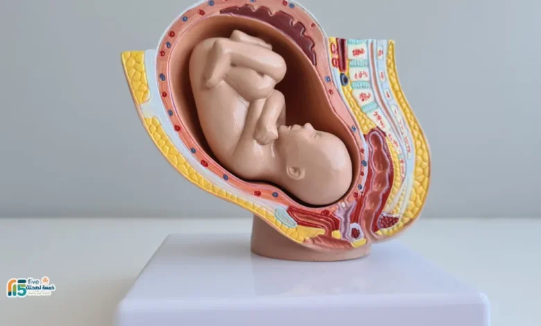 الحلتيت للاجهاض